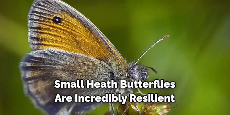Small Heath Butterflies
Are Incredibly Resilient