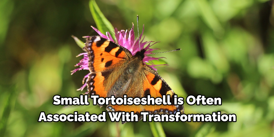 Small Tortoiseshell is Often
Associated With Transformation