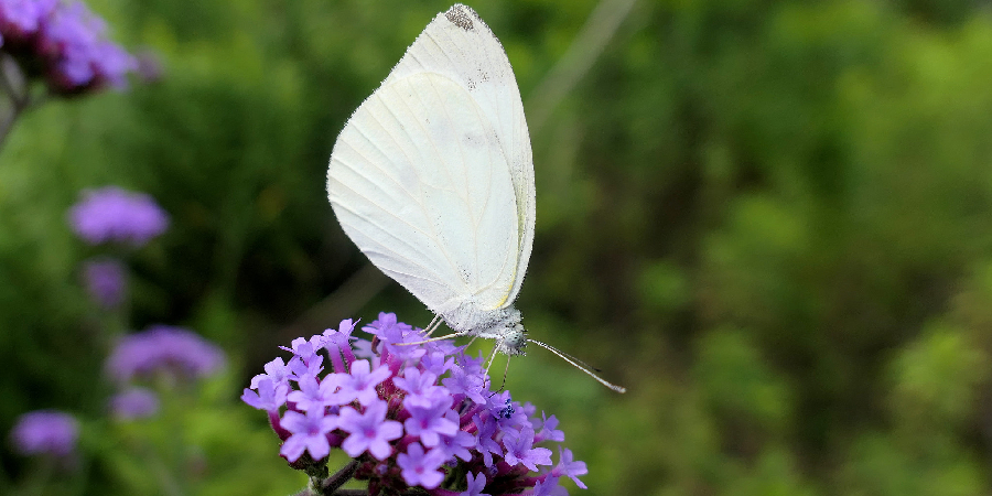 Small White Butterfly Spiritual Meaning, Symbolism and Totem