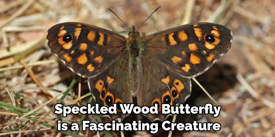 Speckled Wood Butterfly is a Fascinating Creature