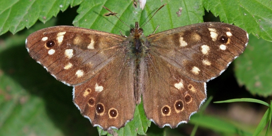 Speckled Wood Spiritual Meaning, Symbolism and Totem