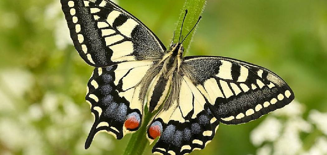 Swallowtail Spiritual Meaning