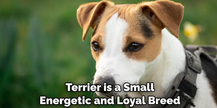 Terrier is a Small, Energetic, and Loyal Breed