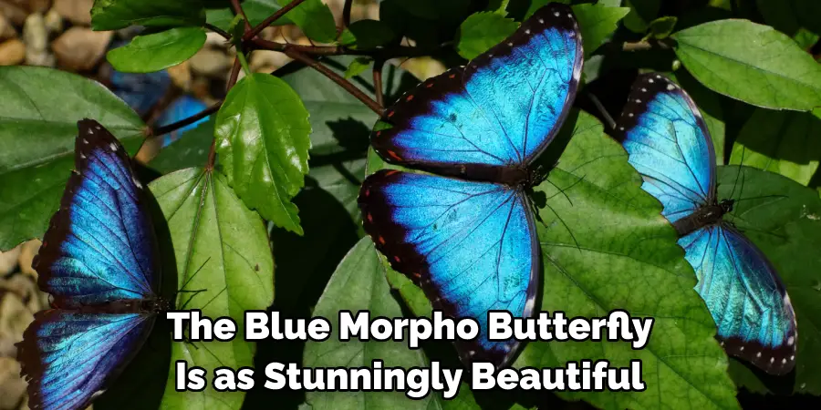 The Blue Morpho Butterfly 
Is as Stunningly Beautiful