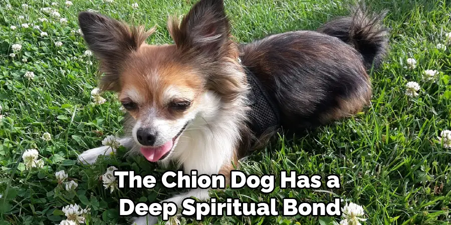 The Chion Dog Has a Deep Spiritual Bond