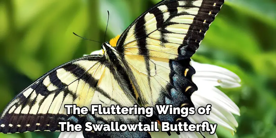 The Fluttering Wings of 
The Swallowtail Butterfly 