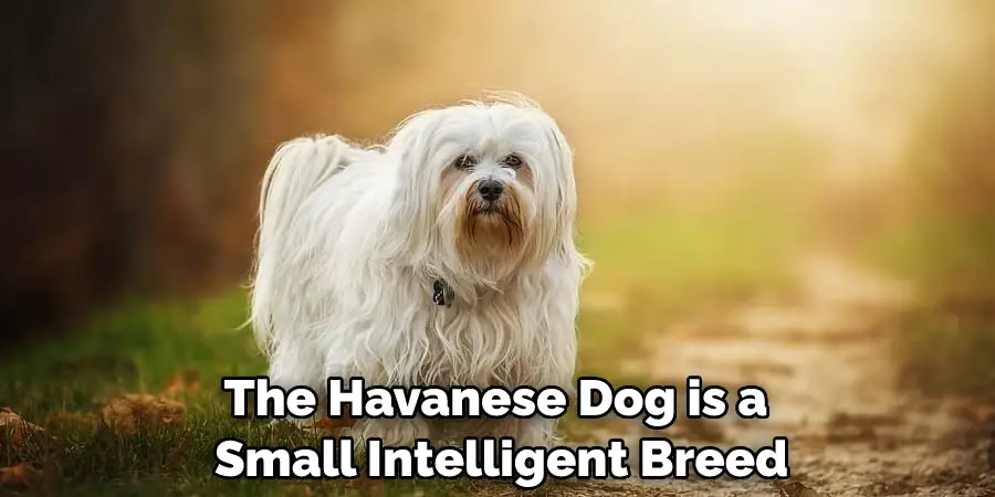 The Havanese Dog is a Small Intelligent Breed