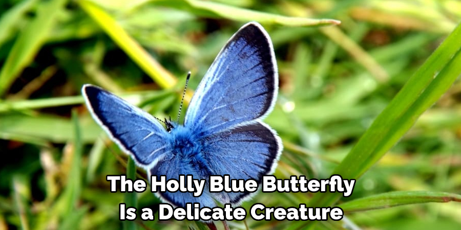 The Holly Blue Butterfly Is a Delicate Creature
