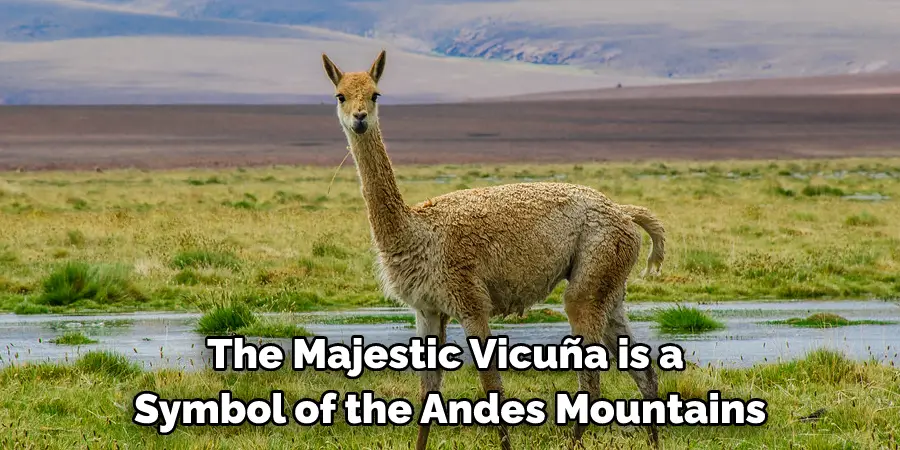 The Majestic Vicuña is a 
Symbol of the Andes Mountains