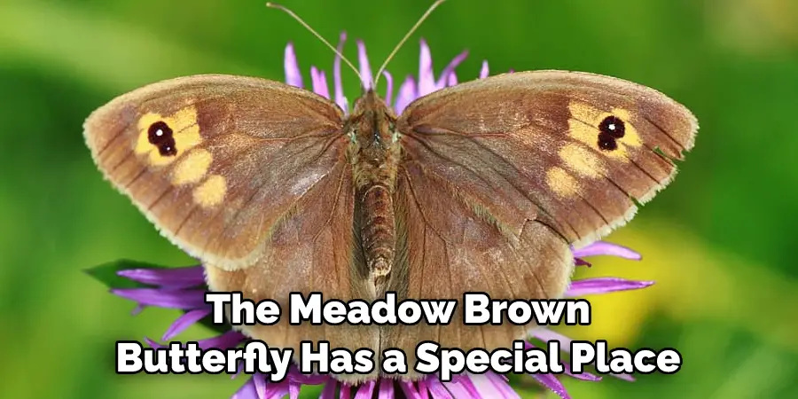 The Meadow Brown 
Butterfly Has a Special Place
