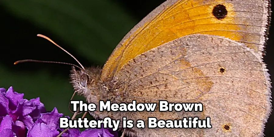 The Meadow Brown 
Butterfly is a Beautiful 