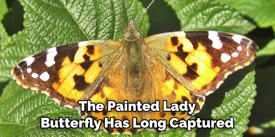 Butterflies of Scotland  Painted Lady