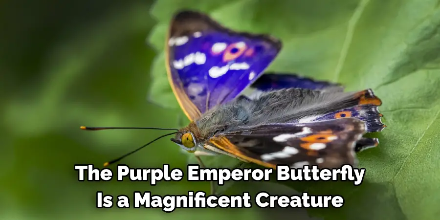 The Purple Emperor Butterfly 
Is a Magnificent Creature