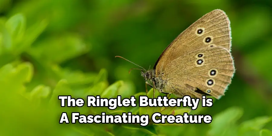 The Ringlet Butterfly is 
A Fascinating Creature