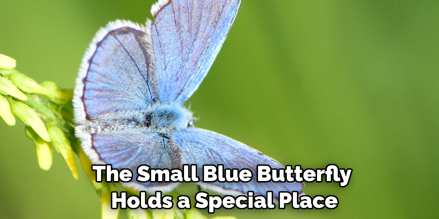 The Small Blue Butterfly Holds a Special Place