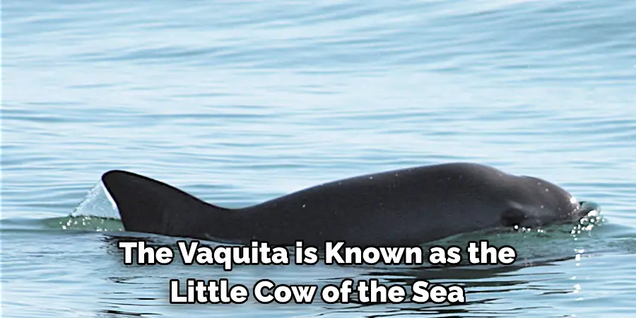 The Vaquita is Known as the
Little Cow of the Sea