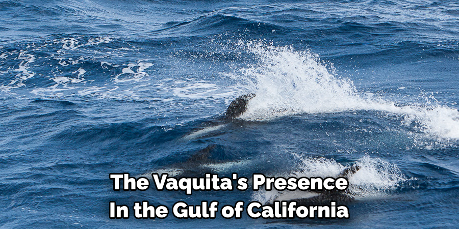 The Vaquita's Presence In the Gulf of California
