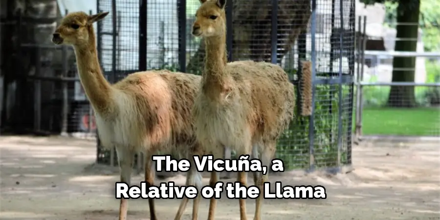 The Vicuña, a 
Relative of the Llama