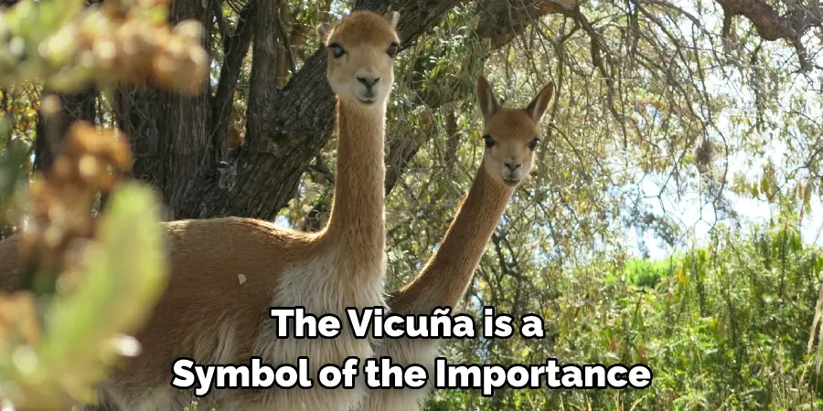 The Vicuña is a 
Symbol of the Importance