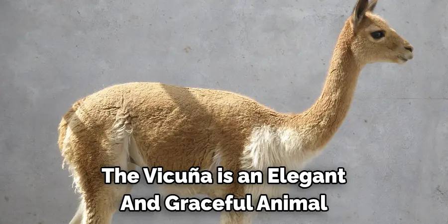 
The Vicuña is an Elegant 
And Graceful Animal 
