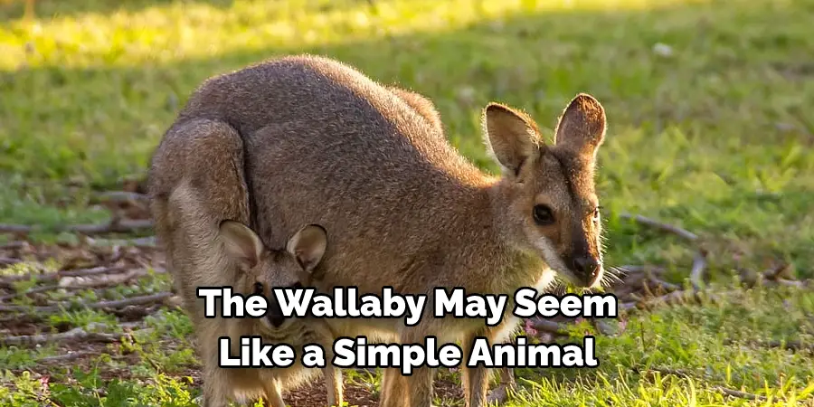 The Wallaby May Seem Like a Simple Animal