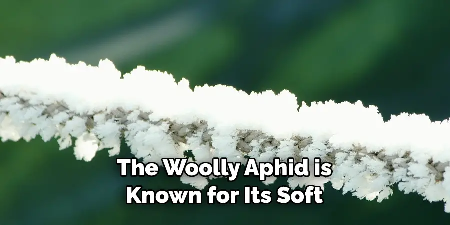 The Woolly Aphid is 
Known for Its Soft