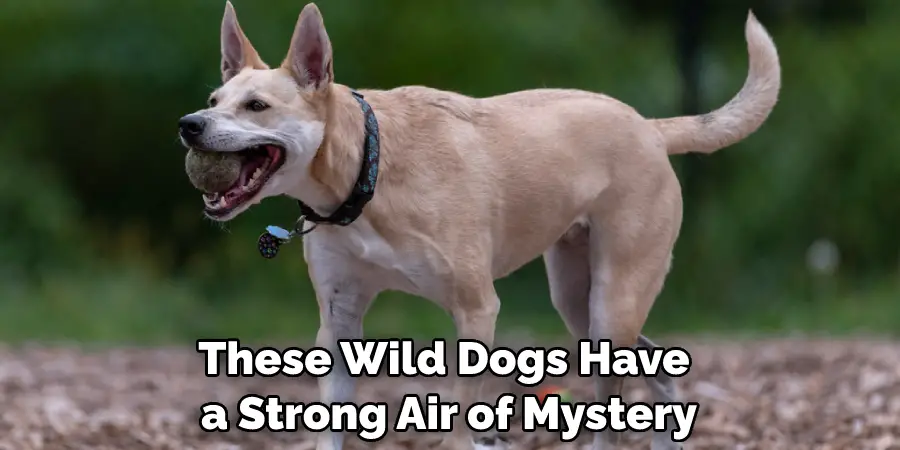 These Wild Dogs Have a Strong Air of Mystery