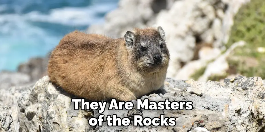 They Are Masters of the Rocks