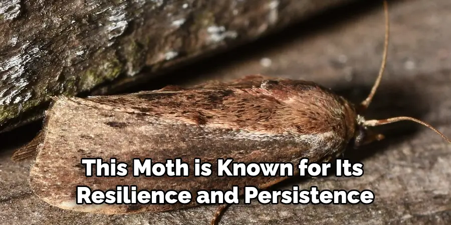 This Moth is Known for Its 
Resilience and Persistence