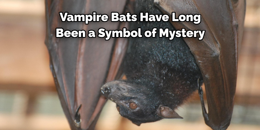 Vampire Bats Have Long 
Been a Symbol of Mystery
