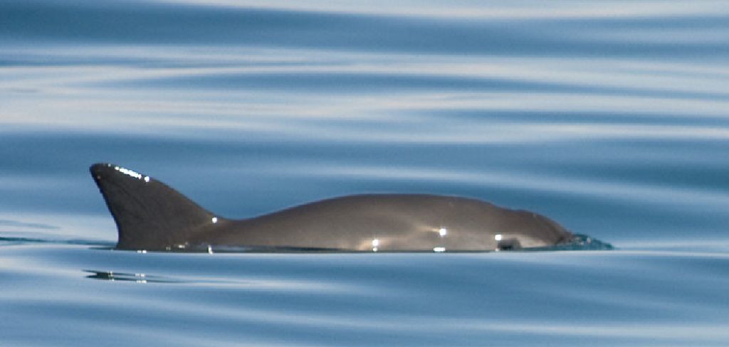 Vaquita Spiritual Meaning