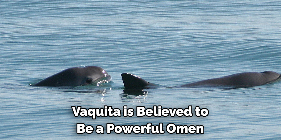 Vaquita is Believed to 
Be a Powerful Omen