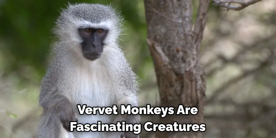 Vervet Monkeys Are 
Fascinating Creatures