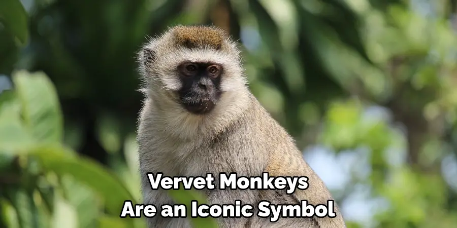 Vervet Monkeys 
Are an Iconic Symbol