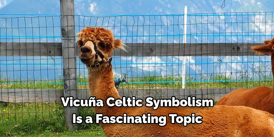 Vicuña Celtic Symbolism 
Is a Fascinating Topic