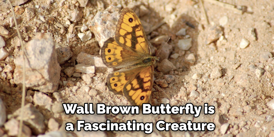 Wall Brown Butterfly is a Fascinating Creature