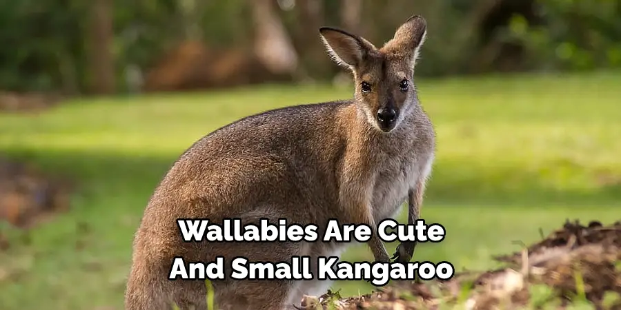 Wallabies Are Cute 
And Small Kangaroo