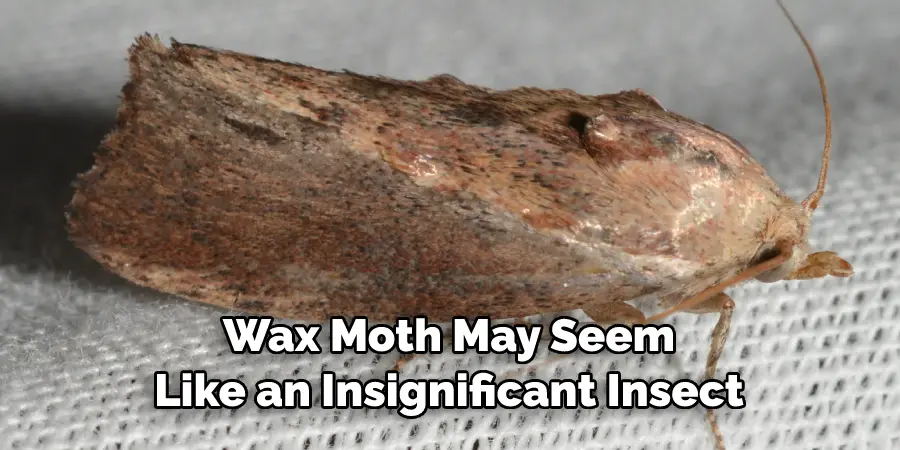 wax moth may seem like an insignificant insect