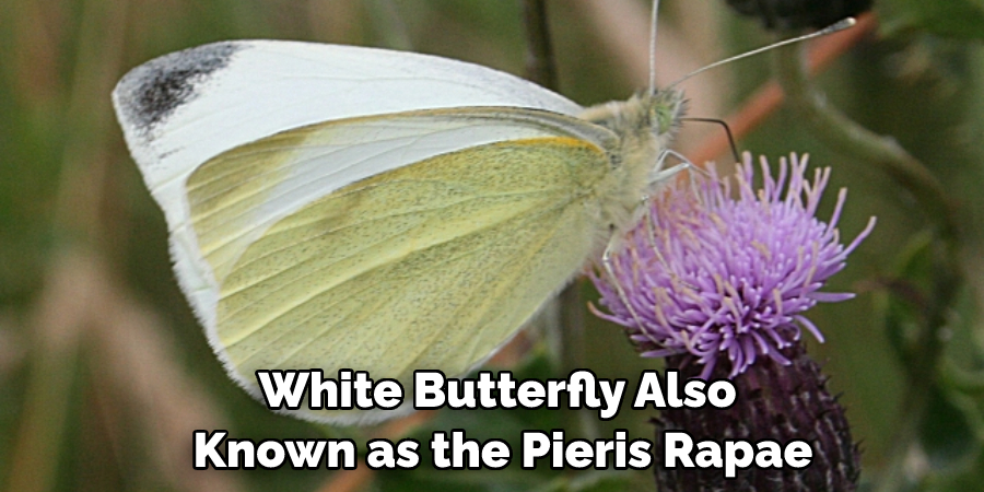 White Butterfly, Also Known as the Pieris Rapae