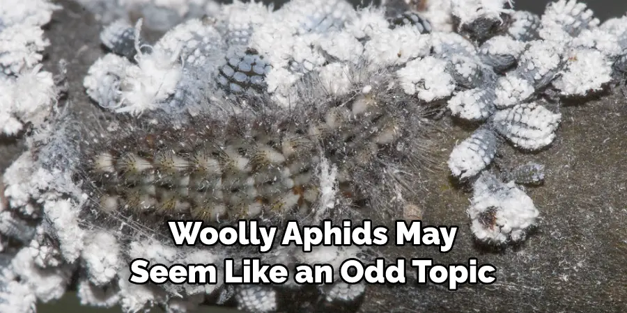 Woolly Aphids May 
Seem Like an Odd Topic