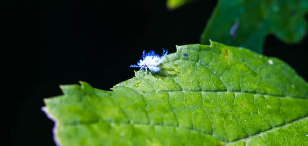 Woolly Aphids Spiritual Meaning