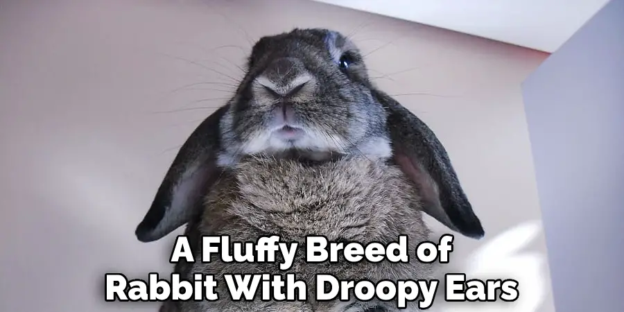 A Fluffy Breed of Rabbit With Droopy Ears