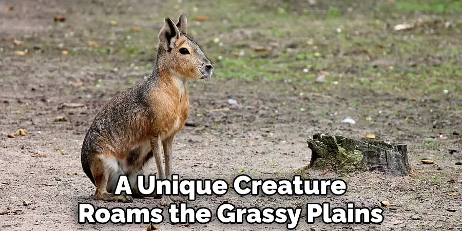 A Unique Creature Roams the Grassy Plains