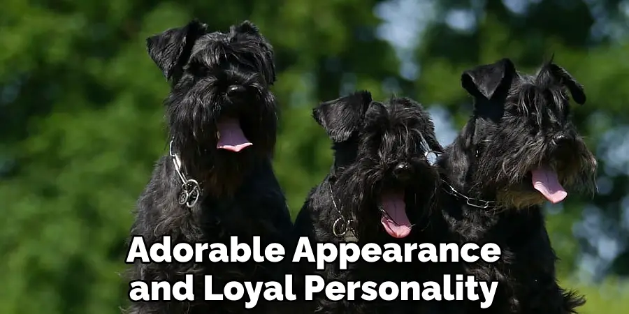 Adorable Appearance and Loyal Personality