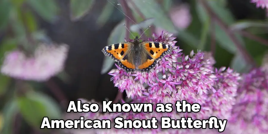 Also Known as the American Snout Butterfly