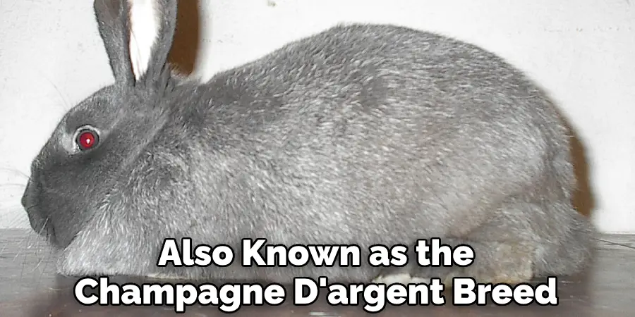 Also Known as the Champagne D'argent Breed