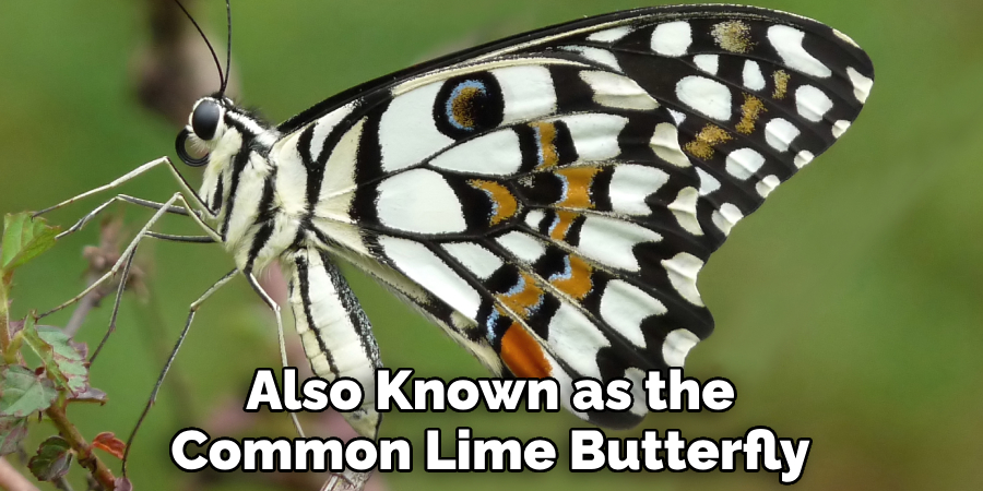 Also Known as the Common Lime Butterfly