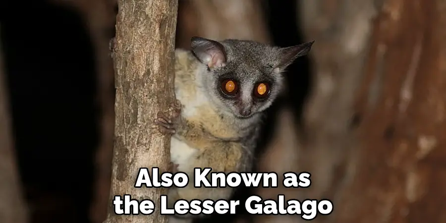 Also Known as the Lesser Galago