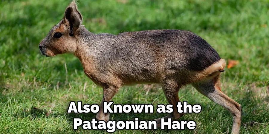Also Known as the Patagonian Hare