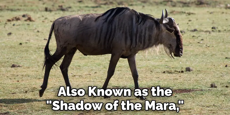 Also Known as the "Shadow of the Mara,"